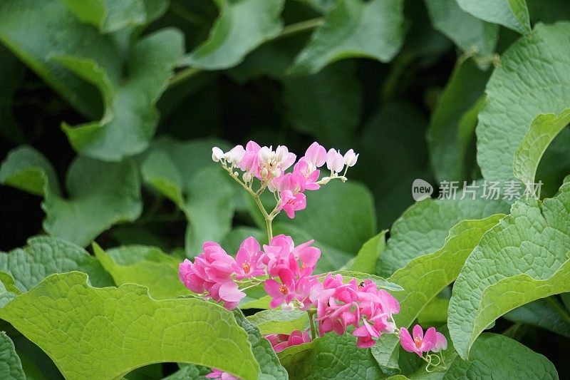 墨西哥蔓生植物(也称为Antigonon leptopus，珊瑚藤，女王花环，Coralita，蜜蜂灌木)花。这种植物对普通流感、痛经和许多其他症状都有疗效